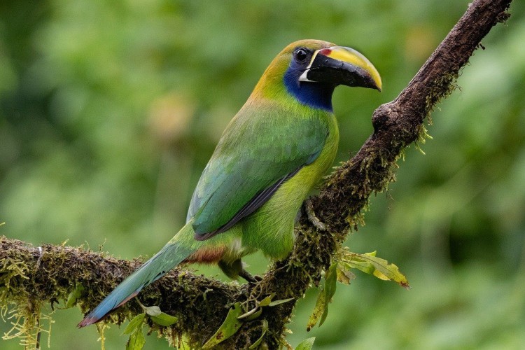 Découverte du Costa Rica