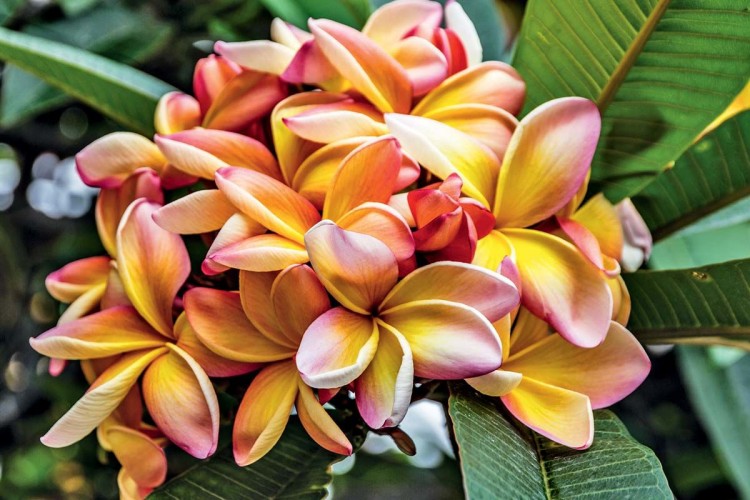 Découverte de Madère